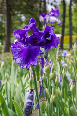 Blue irises close-up, spring flowers in the meadow
