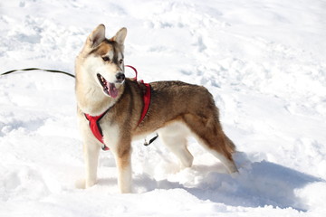 SIBERIAN HUSKY