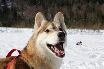 SIBERIAN HUSKY