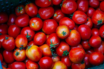 red tomatoes background. Group of tomatoes