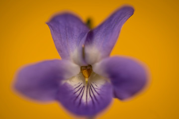 Primer plano de flor de violeta común o viola (Viola odorata) 