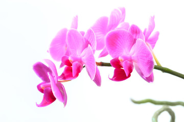Fototapeta na wymiar Pink orchid isolated on a white background. - Image