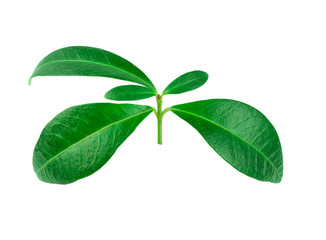 Spring twig with green leaves isolated on white