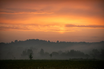 Amazing sunset over the field of beautiful yellow wild daffodils