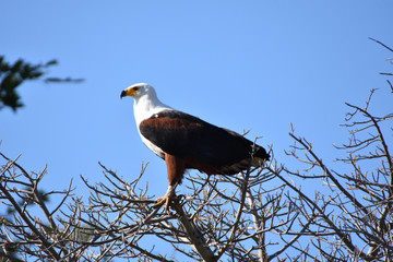 African fish eagle in Chobe National Park, Botswana