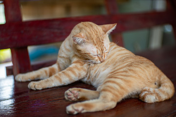 Portrait of ginger cat resting, close up Thai cat 
