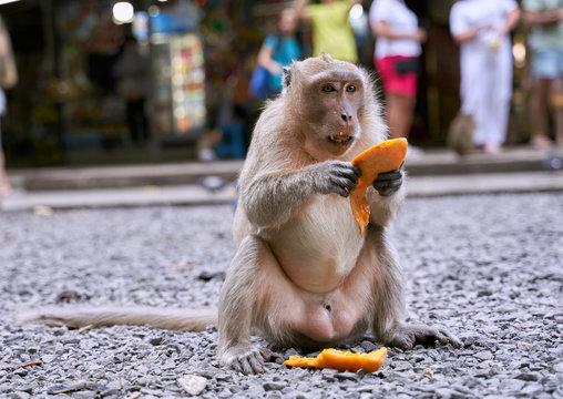 Hungry monkeys in the reserve , take food from a person. They eat mangoes, bananas, and corn. The photo was taken in Thailand, Phuket.