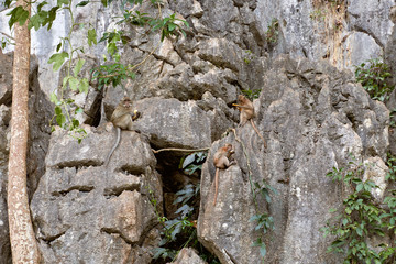 Hungry monkeys in the reserve , take food from a person. They eat mangoes, bananas, and corn. The photo was taken in Thailand, Phuket.