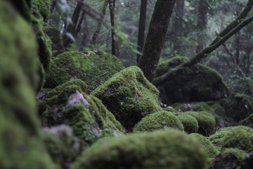 Moss forest