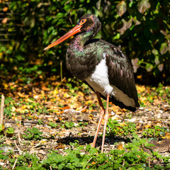 Black stork, Ciconia nigra in a german nature park