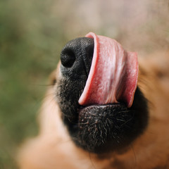 funny mixed breed dog licking nose, close up