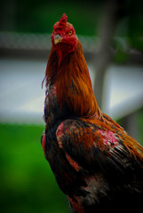 portrait of a rooster