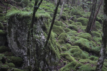 Moss forest