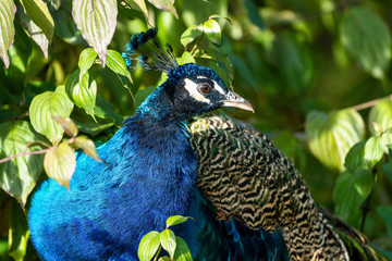 Indian Peacock or Blue Peacock, Pavo cristatus in the zoo