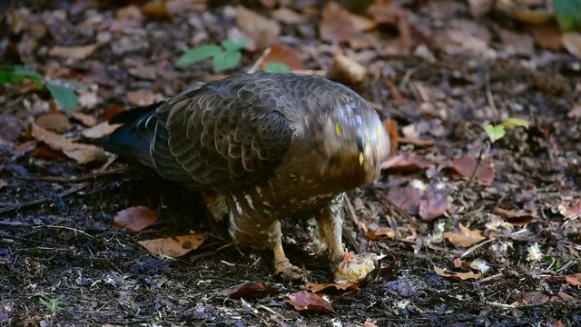 European honey buzzard (Pernis apivorus) eating bird chick on the ground in forest