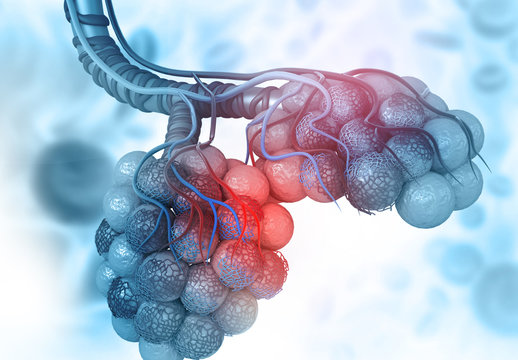 Lungs alveoli on blue background. 3d illustration.