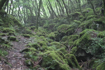 Moss forest