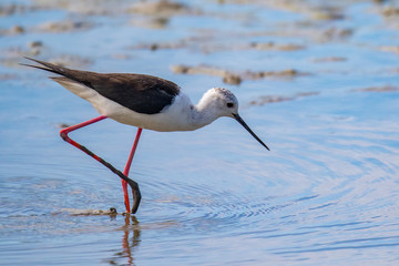 Black-winged stilt - Himantopus himantopus