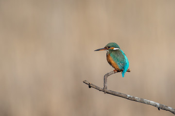 Common kingfisher - Alcedo atthis atthis