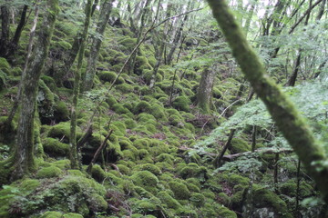Fototapeta na wymiar Moss forest