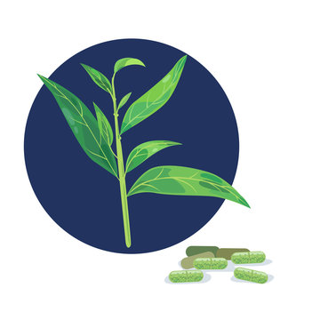 Medical herb - Fresh andrographis paniculata and capsule.