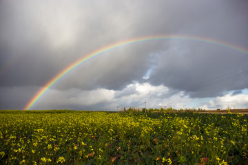 Rainbow against the background of clouds and a yellow field of rapeseed