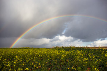 Rainbow against the background of clouds and a yellow field of rapeseed