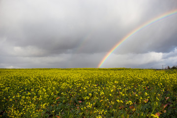 Rainbow against the background of clouds and a yellow field of rapeseed