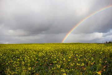 Rainbow against the background of clouds and a yellow field of rapeseed