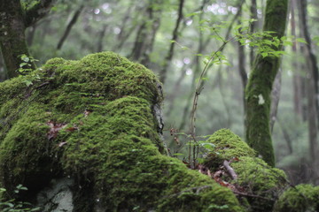 Moss forest