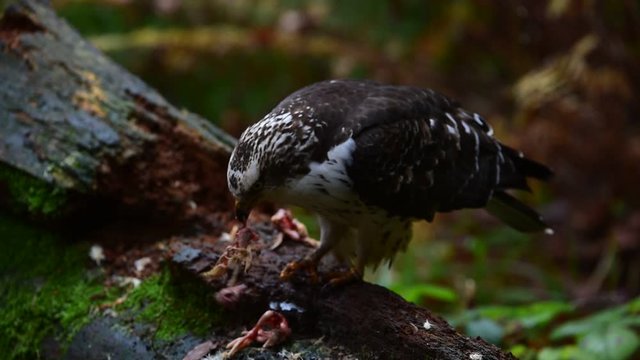 European honey buzzard (Pernis apivorus) eating dead bird chick in forest