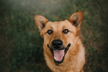 happy mixed breed dog portrait close up in summer