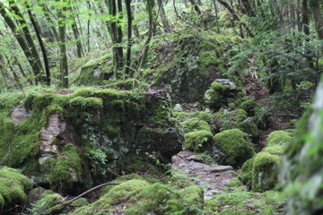 Moss forest