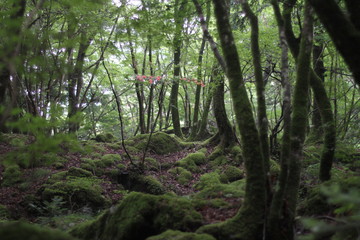 Fototapeta premium Moss forest