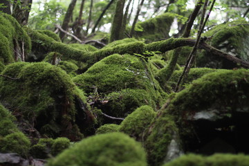 Moss forest