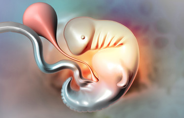 Fetus anatomy on medical background. 3d illustration..