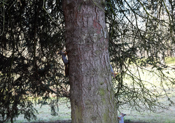 squirrel living in the Park