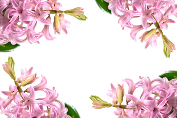 Obraz na płótnie Canvas pattern of hyacinth flowers on a white background.