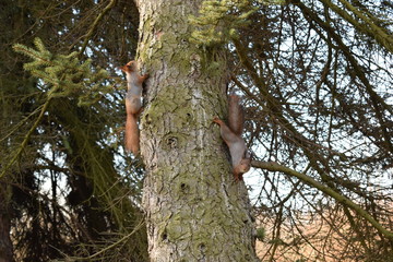 squirrel living in the Park