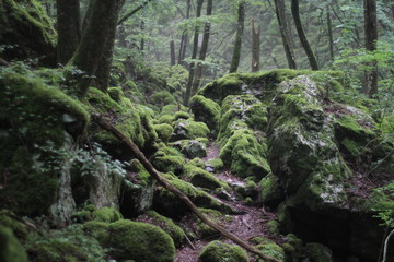 Moss forest