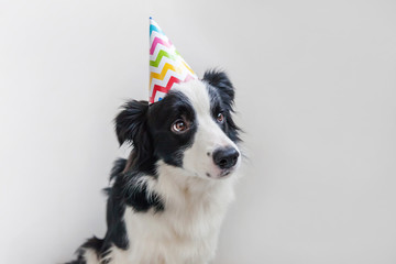 Funny portrait of cute smilling puppy dog border collie wearing birthday silly hat looking at camera isolated on white background. Happy Birthday party concept. Funny pets animals life.