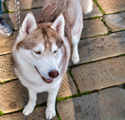 very nice husky dog meet during waking in la spezia