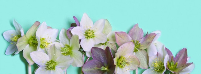 Seamless floral border with Hellebore flowers (Christmas rose) isolated. horizontal pattern,  blue panoramic background. frame - border. Beautiful greeting card. Holidays easter concept. Copy space,