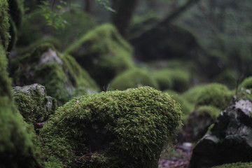 Moss forest