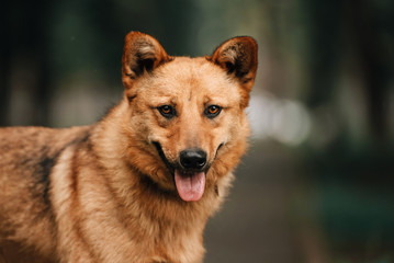 red mixed breed dog posing outdoors in summer