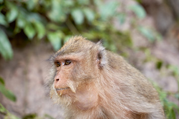 Hungry monkeys in the reserve , take food from a person. They eat mangoes, bananas, and corn. The photo was taken in Thailand, Phuket.