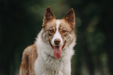 beautiful mixed breed dog posing outdoors in summer