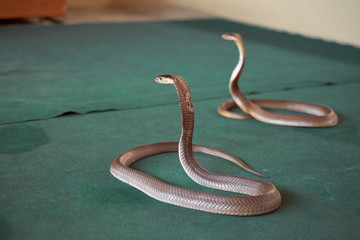 Snake show, beautiful shiny scales, green floor, beautiful bend. There is free space for text and advertising