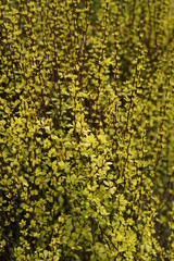 Yellow leaf shrub, spring 