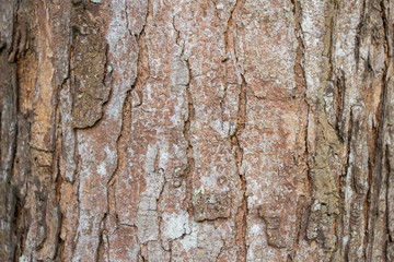 old tree bark texture background